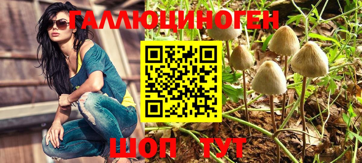 Псилоцибиновые грибы Cubensis Кашира